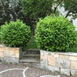 Viburno Lucido "Viburnum Lucidum" Pianta Da Siepe In Vaso 9 Cm -Negozio al dettaglio Evergreen 19352264 4