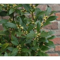 Alloro "Laurus Nobilis" Pianta Aromatica Da Siepe In Vaso 11 Cm -Negozio al dettaglio Evergreen 19352276 3