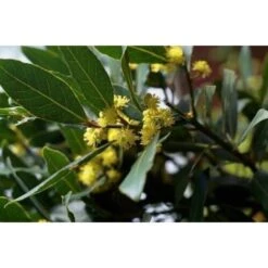 Alloro "Laurus Nobilis" Pianta Aromatica Da Siepe In Vaso 11 Cm -Negozio al dettaglio Evergreen 19352276 4