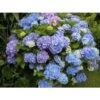Ortensia "Hydrangea" Pianta In Vaso 18 Cm COLORI MISTI