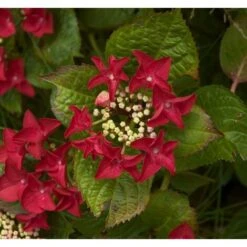 Ortensia "Hydrangea" Pianta In Vaso 18 Cm COLORI MISTI -Negozio al dettaglio Evergreen 19352284 3