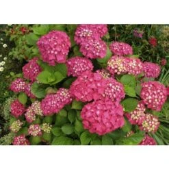 Ortensia "Hydrangea" Pianta In Vaso 18 Cm COLORI MISTI -Negozio al dettaglio Evergreen 19352284 4