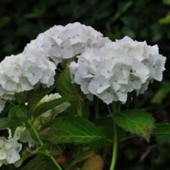 Ortensia "Hydrangea" Pianta In Vaso 18 Cm COLORI MISTI -Negozio al dettaglio Evergreen 19352284 5