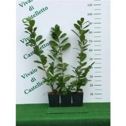 Lauroceraso "Prunus Laurocerasus" Pianta Da Siepe In Vaso H. 20/40 Cm -Negozio al dettaglio Evergreen 19352287 4