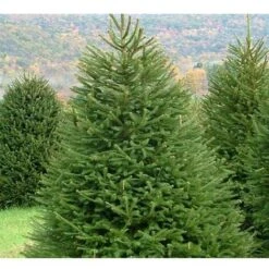 Abete Rosso "Picea Abies" Peccio Albero Di Natale In Mastello H. 175/200 Cm