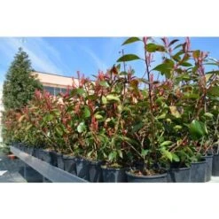 Fotinia "Photinia X Fraseri Red Robin" Pianta Da Siepe In Vaso H. 70/100 Cm -Negozio al dettaglio Evergreen 19484490 5