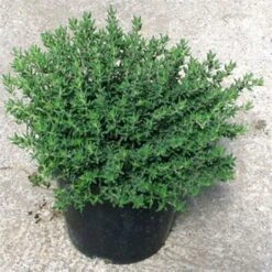 Timo "Thymus Faustini" Pianta Aromatica In Vaso 14 Cm -Negozio al dettaglio Evergreen 19517705 3