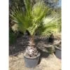 Palma Washingtonia Palma Californiana Messicana In Mastello 60 Cm