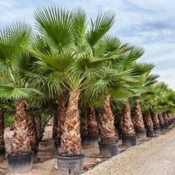 Palma Washingtonia Palma Californiana Messicana In Mastello 60 Cm -Negozio al dettaglio Evergreen 19517708 3
