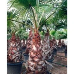 Palma Washingtonia Palma Californiana Messicana In Mastello 60 Cm -Negozio al dettaglio Evergreen 19517708 4