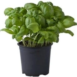 Basilico Genovese "Ocimum Basilicum" Pianta Aromatica In Vaso 14 Cm -Negozio al dettaglio Evergreen 19517710 2