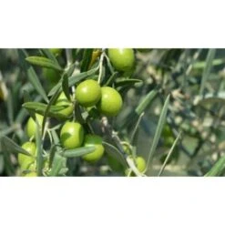 Ulivo Olivo "Olea Europea" Pianta Di 3/4 Anni In Vaso 5 Lt Mensa Olio -Negozio al dettaglio Evergreen 19517716 4