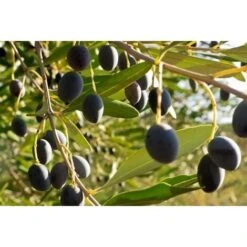 Ulivo Olivo "Olea Europea" Pianta Di 3/4 Anni In Vaso 5 Lt Mensa Olio -Negozio al dettaglio Evergreen 19517716 5