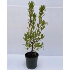 Corbezzolo "Arbutus Unedo" Pianta In Vaso 18 Cm