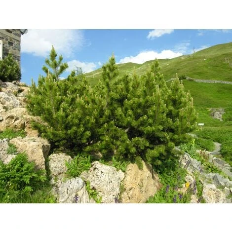 Pino Mugo "Pinus Mugo" Pianta Officinale In Vaso 10 Cm Non Specificato 10 Cm 2 Pino Mugo "Pinus Mugo" Pianta Officinale In Vaso 10 Cm Non Specificato 10 Cm - immagine 2