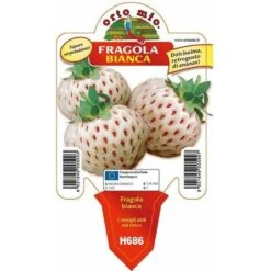 Fragola Bianca N. 5 - 1 Pianta V.10 - Orto Mio