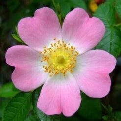 Rosa Selvatica "Rosa Canina" Pianta Officinale In Vaso H. 30/40 Cm