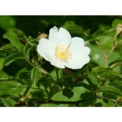 Rosa Selvatica "Rosa Canina" Pianta Officinale In Vaso H. 30/40 Cm -Negozio al dettaglio Evergreen 19603877 3