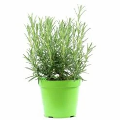 Rosmarino "Rosmarinus Officinalis" Pianta Aromatica In Vaso 14 Cm
