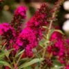 Buddleja Davidii Royal Red "Albero Delle Farfalle" Pianta In Vaso 19 Cm H. 50/70 Cm