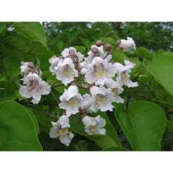 Catalpa Bignonioides "Albero Dei Sigari" Pianta In Vaso H. 80/100 Cm -Negozio al dettaglio Evergreen 19666370 3