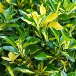 Evonimo "Euonymus Japonicus Livornese" 3 Piante Da Siepe In Vaso 9 Cm