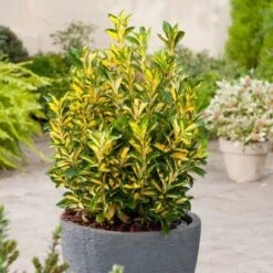 Evonimo "Euonymus Japonicus Livornese" 3 Piante Da Siepe In Vaso 9 Cm -Negozio al dettaglio Evergreen 19666386 3