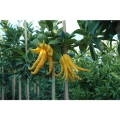 Limone "Mano Di Buddha" Cedro Agrumi Di Sicilia Pianta H. 130/160 Cm -Negozio al dettaglio Evergreen 19806143 3