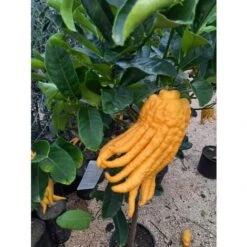 Limone "Mano Di Buddha" Cedro Agrumi Di Sicilia Pianta H. 130/160 Cm -Negozio al dettaglio Evergreen 19806143 4
