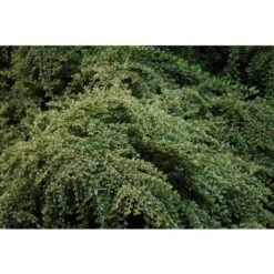 Cotognastro "Cotoneaster Horizontalis Variegatus" Pianta In Vaso 12 Cm H. 50/70 Cm -Negozio al dettaglio Evergreen 19806153 3