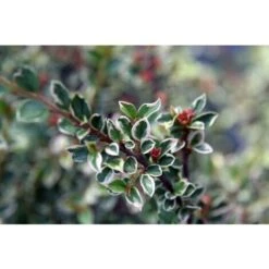 Cotognastro "Cotoneaster Horizontalis Variegatus" Pianta In Vaso 12 Cm H. 50/70 Cm -Negozio al dettaglio Evergreen 19806153 4