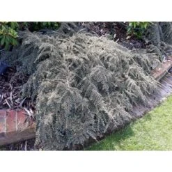 Cotognastro "Cotoneaster Horizontalis Variegatus" Pianta In Vaso 12 Cm H. 50/70 Cm -Negozio al dettaglio Evergreen 19806153 5