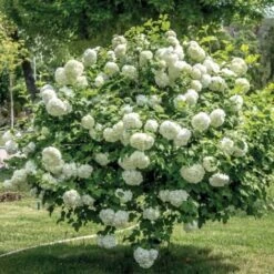 Viburno Palla Di Neve "Viburnum Opulus" Pianta In Vaso 9 Cm -Negozio al dettaglio Evergreen 19859162 3