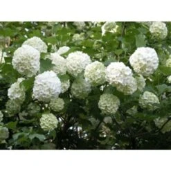 Viburno Palla Di Neve "Viburnum Opulus" Pianta In Vaso 9 Cm -Negozio al dettaglio Evergreen 19859162 4