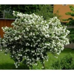 Viburno Palla Di Neve "Viburnum Opulus" Pianta In Vaso 9 Cm -Negozio al dettaglio Evergreen 19859162 5