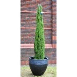 Cipresso Toscano "Cupressus Sempervirens Totem" Pianta In Vaso 26 Cm H. 130/150 Cm