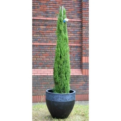 Cipresso Toscano "Cupressus Sempervirens Totem" Pianta In Vaso 26 Cm H. 130/150 Cm 1 Cipresso Toscano "Cupressus Sempervirens Totem" Pianta In Vaso 26 Cm H. 130/150 Cm