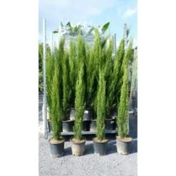 Cipresso Toscano "Cupressus Sempervirens Totem" Pianta In Vaso 26 Cm H. 130/150 Cm 6 Cipresso Toscano "Cupressus Sempervirens Totem" Pianta In Vaso 26 Cm H. 130/150 Cm -Negozio al dettaglio Evergreen 19882765 3