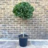 Alloro "Laurus Nobilis" Pianta Ad Alberello In Vaso 26 Cm H. 100/120 Cm