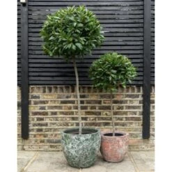 Alloro "Laurus Nobilis" Pianta Ad Alberello In Vaso 26 Cm H. 100/120 Cm -Negozio al dettaglio Evergreen 19901874 3