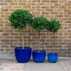 Alloro "Laurus Nobilis" Pianta Ad Alberello In Vaso 26 Cm H. 100/120 Cm -Negozio al dettaglio Evergreen 19901874 4