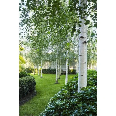 Betulla Bianca Alba "Betula Pendula" 3 Piante In Vaso H. 120/150 Cm 1 Betulla Bianca Alba "Betula Pendula" 3 Piante In Vaso H. 120/150 Cm
