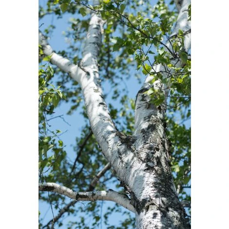 Betulla Bianca Alba "Betula Pendula" 3 Piante In Vaso H. 120/150 Cm 2 Betulla Bianca Alba "Betula Pendula" 3 Piante In Vaso H. 120/150 Cm - immagine 2