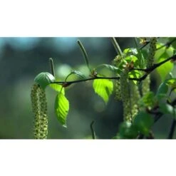 Betulla Bianca Alba "Betula Pendula" 3 Piante In Vaso H. 120/150 Cm 7 Betulla Bianca Alba "Betula Pendula" 3 Piante In Vaso H. 120/150 Cm -Negozio al dettaglio Evergreen 19939545 3