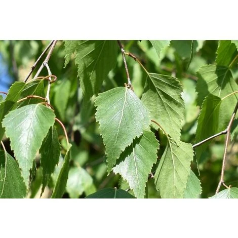 Betulla Bianca Alba "Betula Pendula" 3 Piante In Vaso H. 120/150 Cm 4 Betulla Bianca Alba "Betula Pendula" 3 Piante In Vaso H. 120/150 Cm - immagine 4