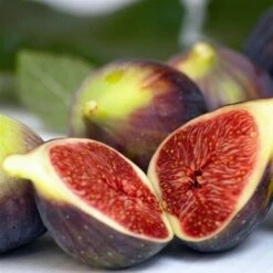 Fico "Ficus Carica Brown Turkey" Pianta In Vaso 12 Cm -Negozio al dettaglio Evergreen 19999157 3