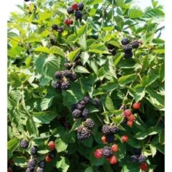 Mora "Rubus Fruticosus" Frutti Di Bosco Pianta In Vaso H. 60/80 Cm Con Canna -Negozio al dettaglio Evergreen 20040289 3