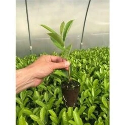 Lauroceraso "Prunus Laurocerasus" Pianta In Vaso Biodegradabile -Negozio al dettaglio Evergreen 20255354 3