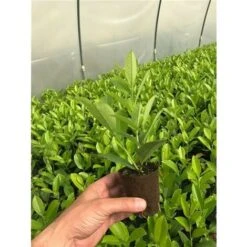 Lauroceraso "Prunus Laurocerasus" Pianta In Vaso Biodegradabile -Negozio al dettaglio Evergreen 20255354 4