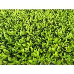 Lauroceraso "Prunus Laurocerasus" Pianta In Vaso Biodegradabile -Negozio al dettaglio Evergreen 20255354 5